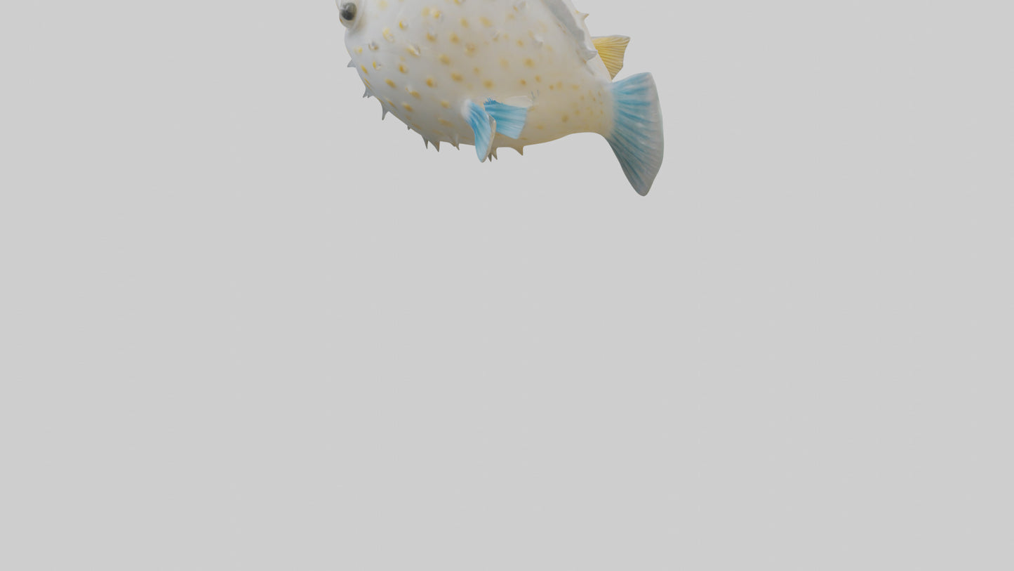 3D model Pufferfish inflated model VR / AR / low-poly