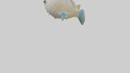 3D model Pufferfish inflated model VR / AR / low-poly