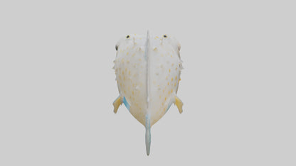 3D model Pufferfish inflated model VR / AR / low-poly