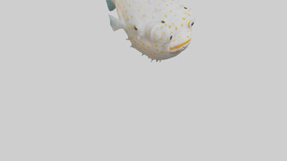 3D model Pufferfish inflated model VR / AR / low-poly