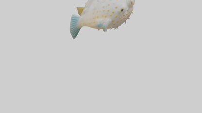 3D model Pufferfish inflated model VR / AR / low-poly