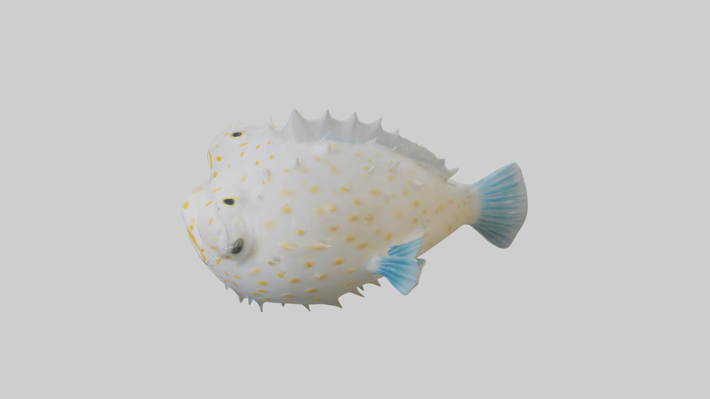 3D model Pufferfish inflated model VR / AR / low-poly