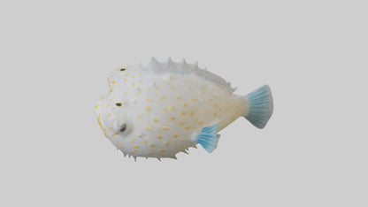 3D model Pufferfish inflated model VR / AR / low-poly