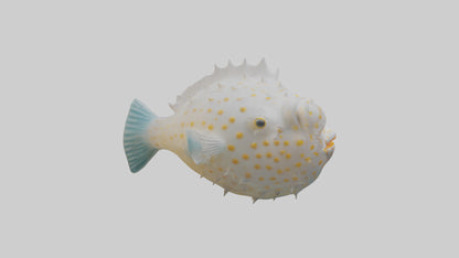 3D model Pufferfish inflated model VR / AR / low-poly