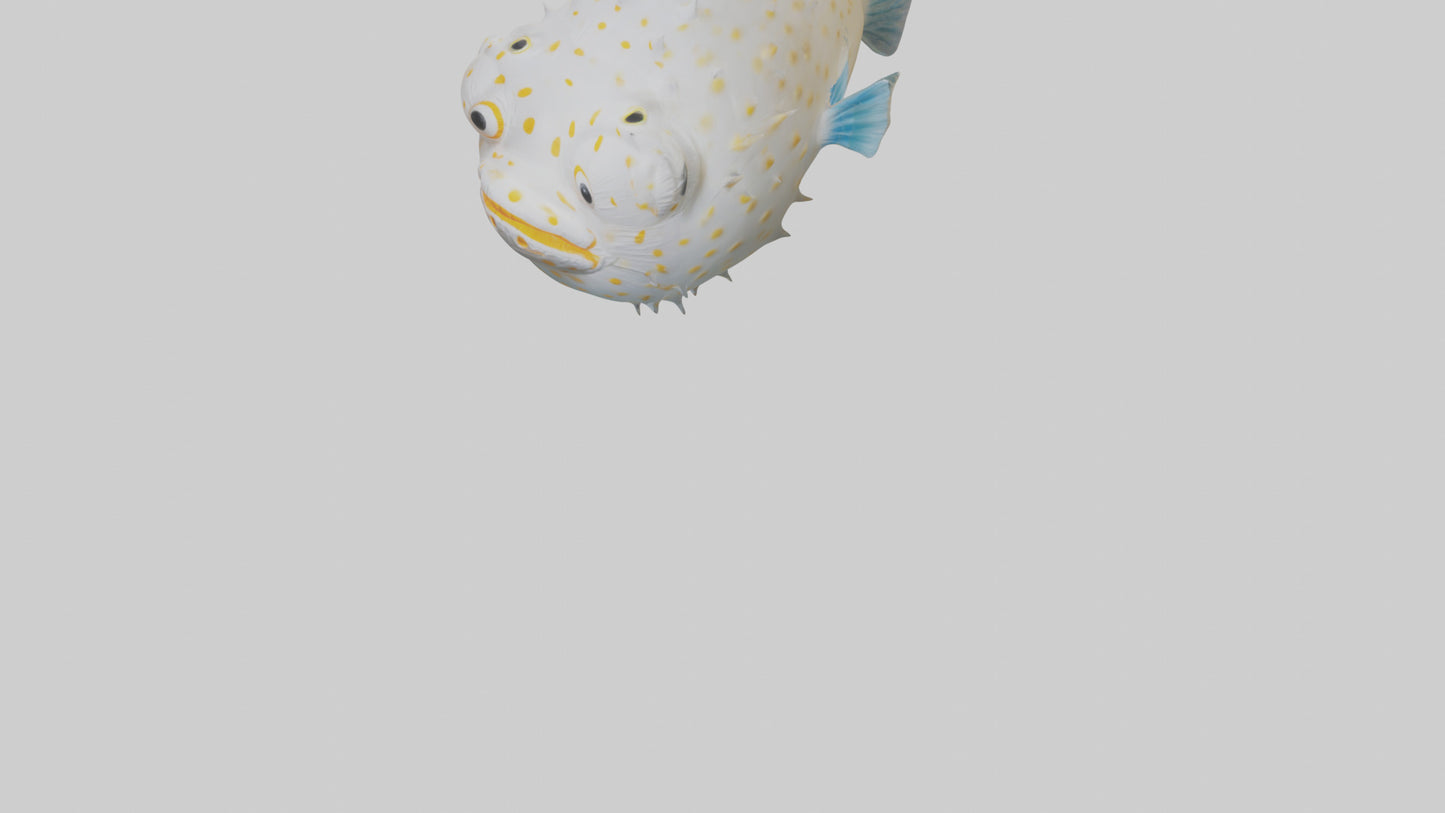 3D model Pufferfish inflated model VR / AR / low-poly