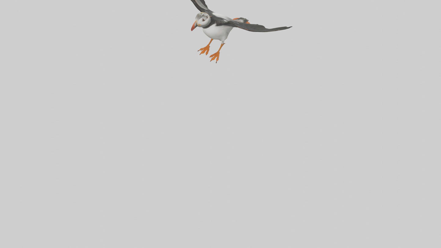 3D model Puffin flying model VR / AR / low-poly