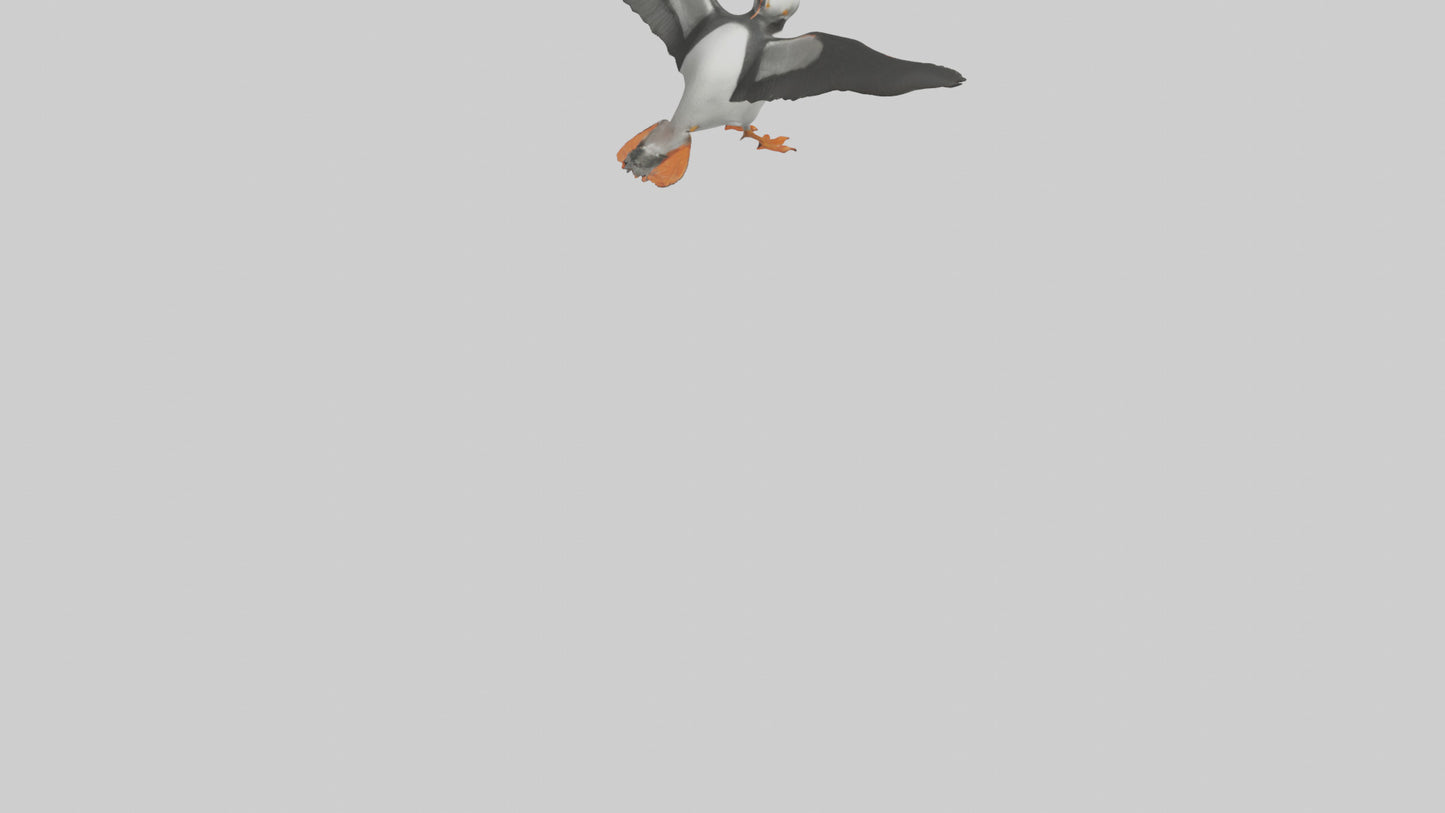3D model Puffin flying model VR / AR / low-poly