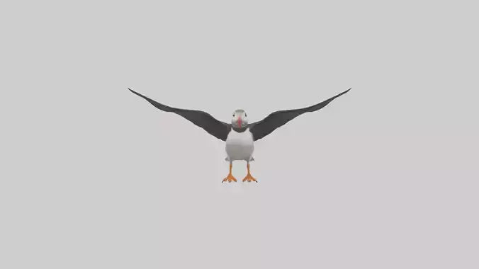 3D model Puffin flying model VR / AR / low-poly
