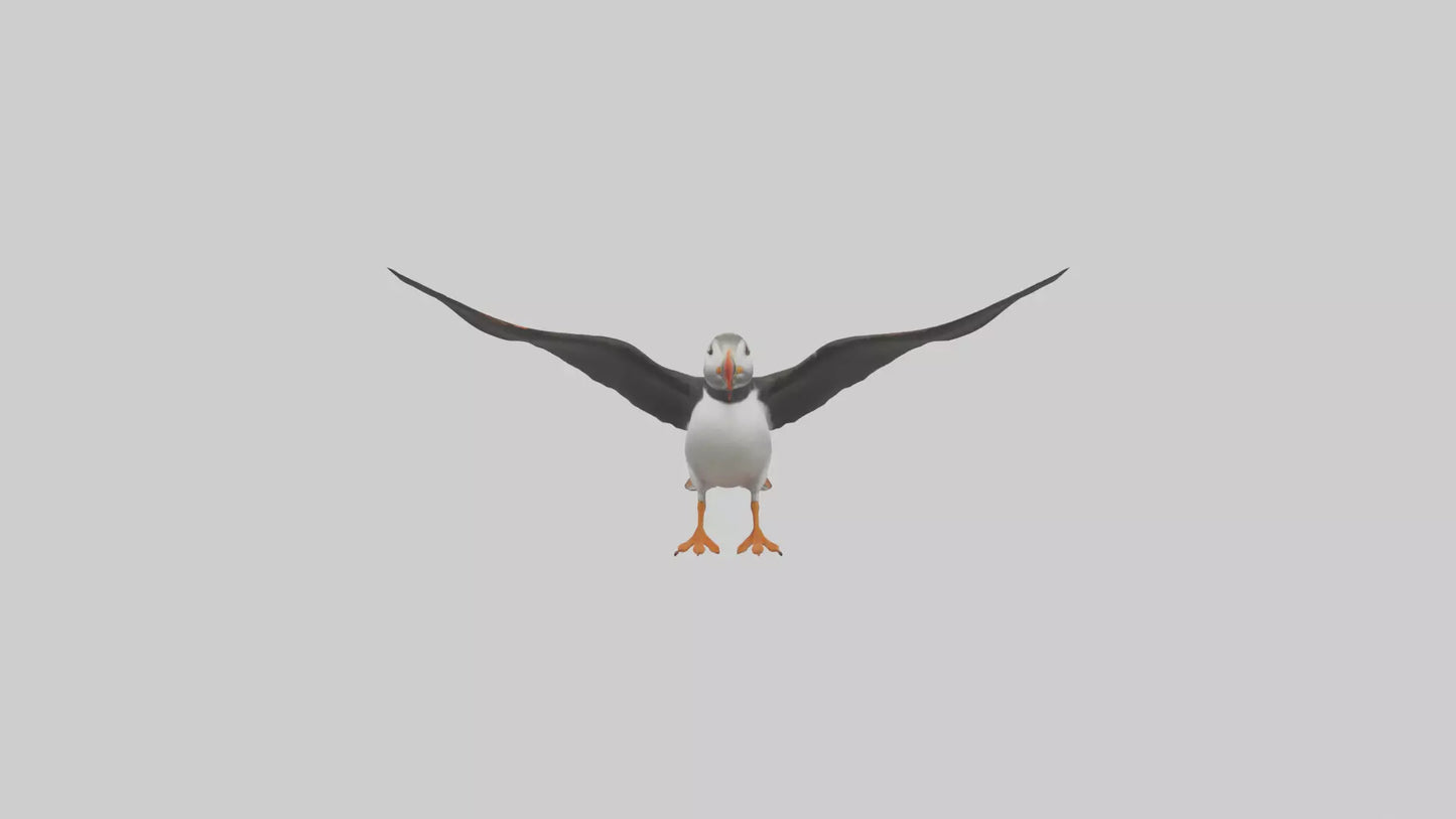 3D model Puffin flying model VR / AR / low-poly