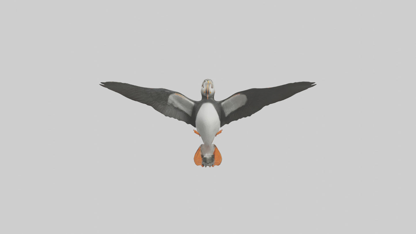 3D model Puffin flying model VR / AR / low-poly