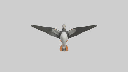 3D model Puffin flying model VR / AR / low-poly