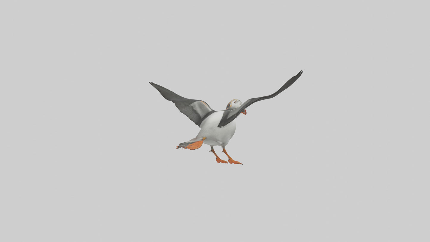 3D model Puffin flying model VR / AR / low-poly