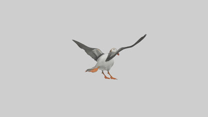 3D model Puffin flying model VR / AR / low-poly