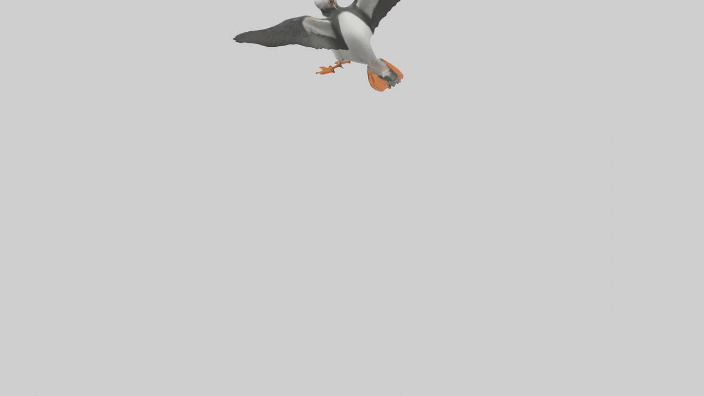 3D model Puffin flying model VR / AR / low-poly