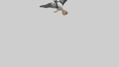 3D model Puffin flying model VR / AR / low-poly