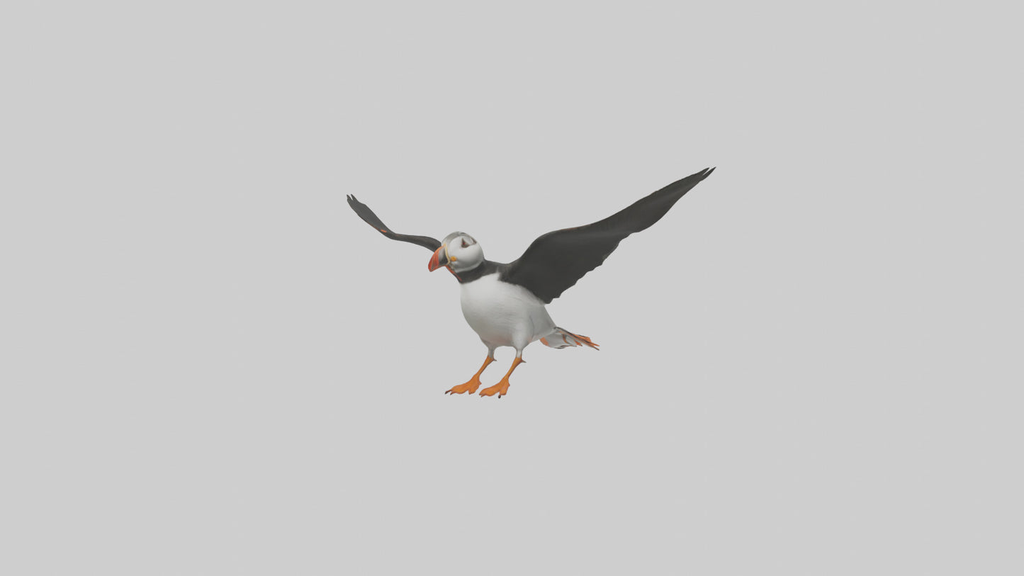 3D model Puffin flying model VR / AR / low-poly