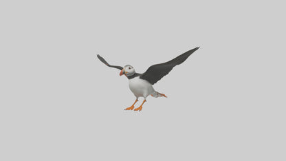 3D model Puffin flying model VR / AR / low-poly