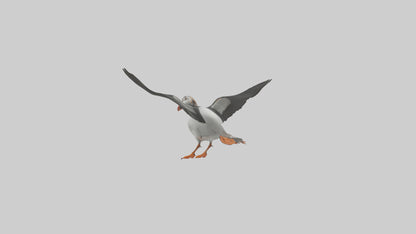 3D model Puffin flying model VR / AR / low-poly