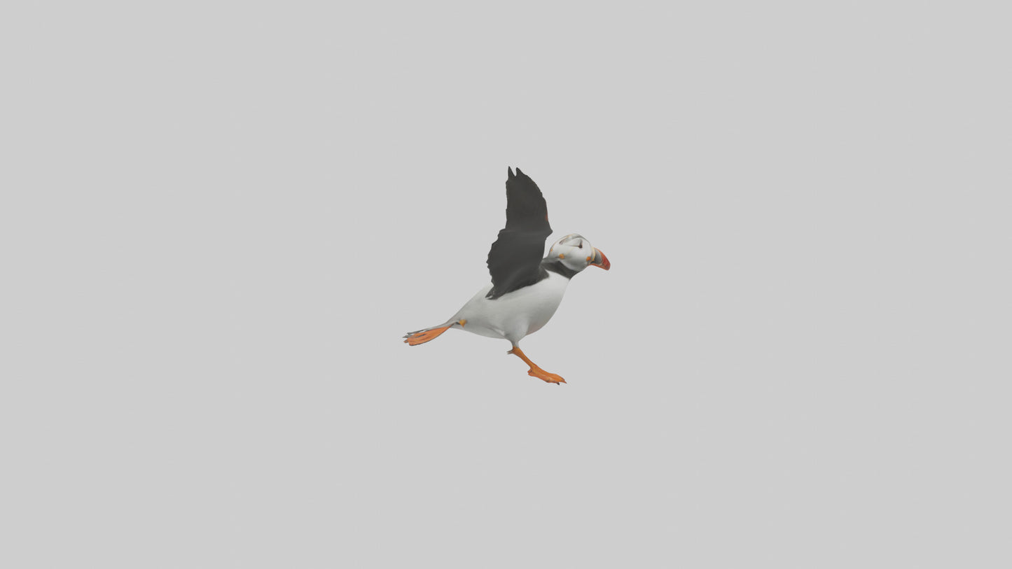3D model Puffin flying model VR / AR / low-poly