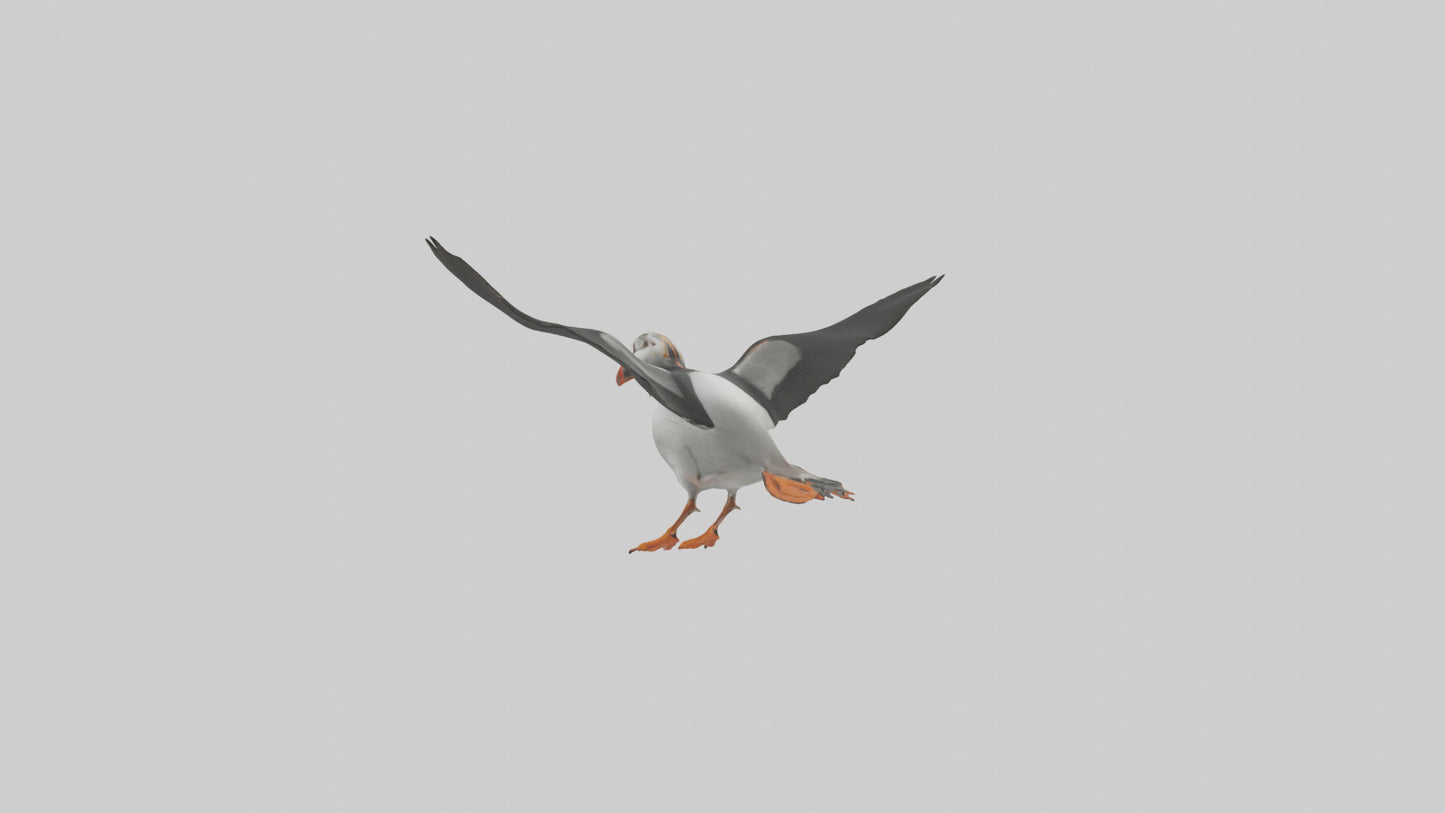 3D model Puffin flying model VR / AR / low-poly