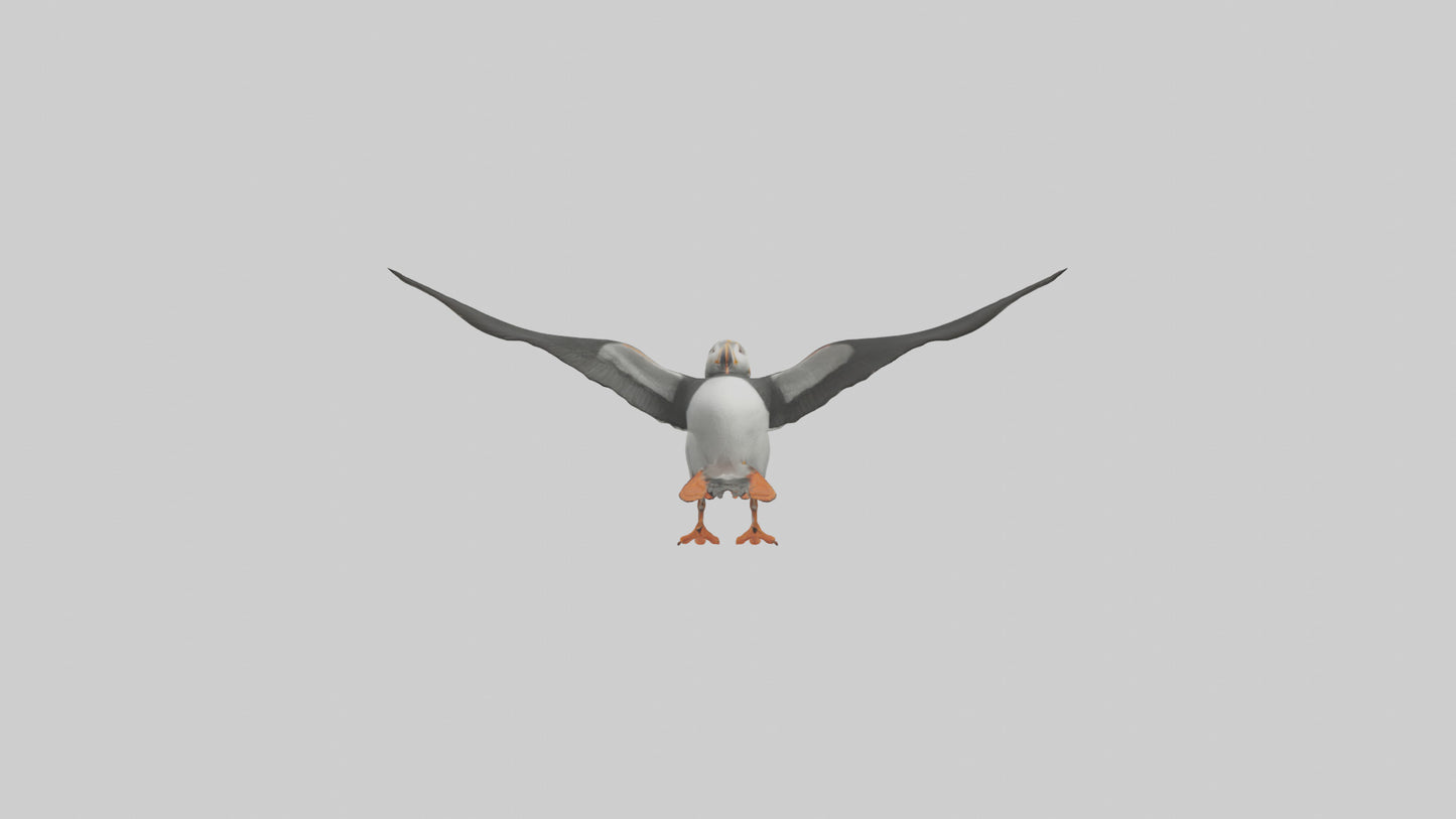3D model Puffin flying model VR / AR / low-poly
