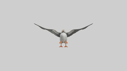 3D model Puffin flying model VR / AR / low-poly