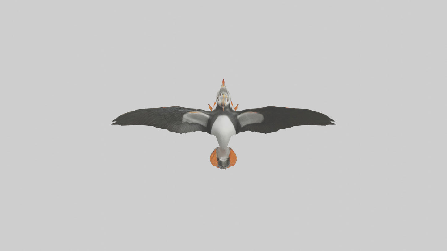 3D model Puffin flying model VR / AR / low-poly