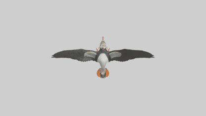 3D model Puffin flying model VR / AR / low-poly