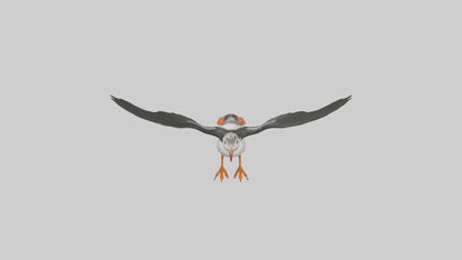 3D model Puffin flying model VR / AR / low-poly