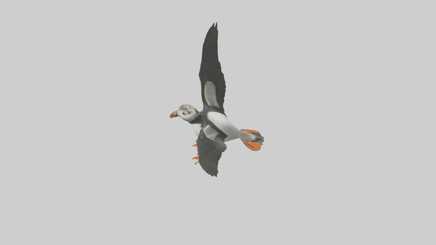 3D model Puffin flying model VR / AR / low-poly