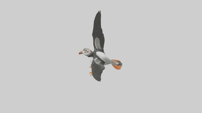 3D model Puffin flying model VR / AR / low-poly