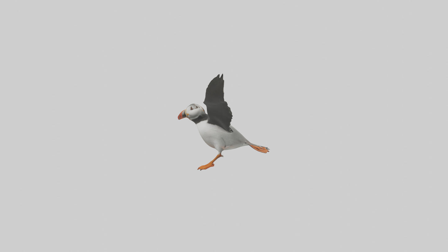 3D model Puffin flying model VR / AR / low-poly