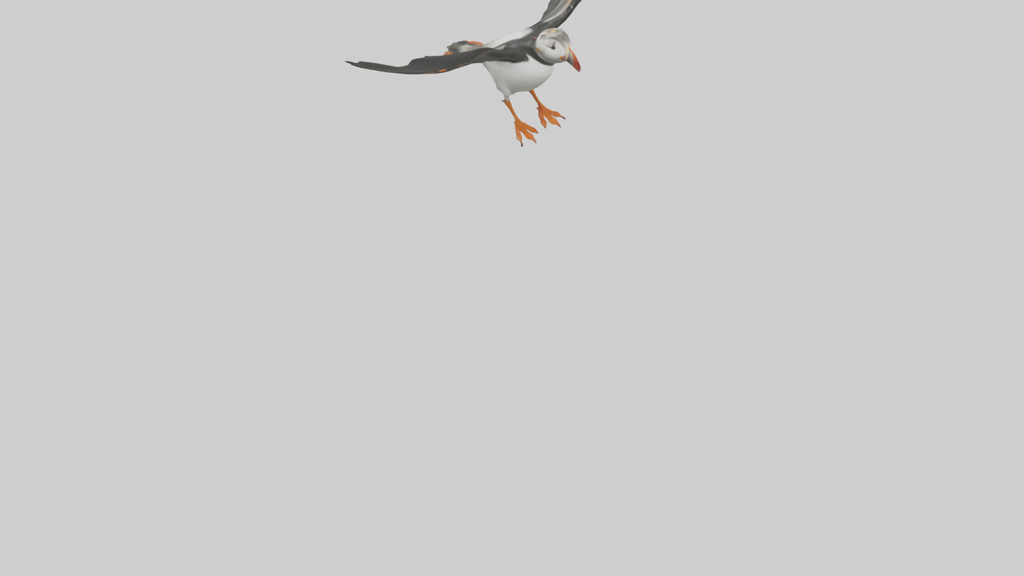3D model Puffin flying model VR / AR / low-poly