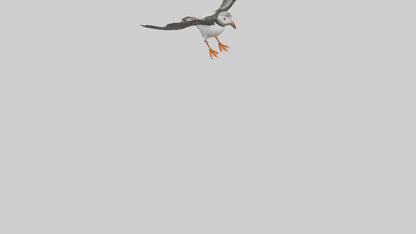 3D model Puffin flying model VR / AR / low-poly