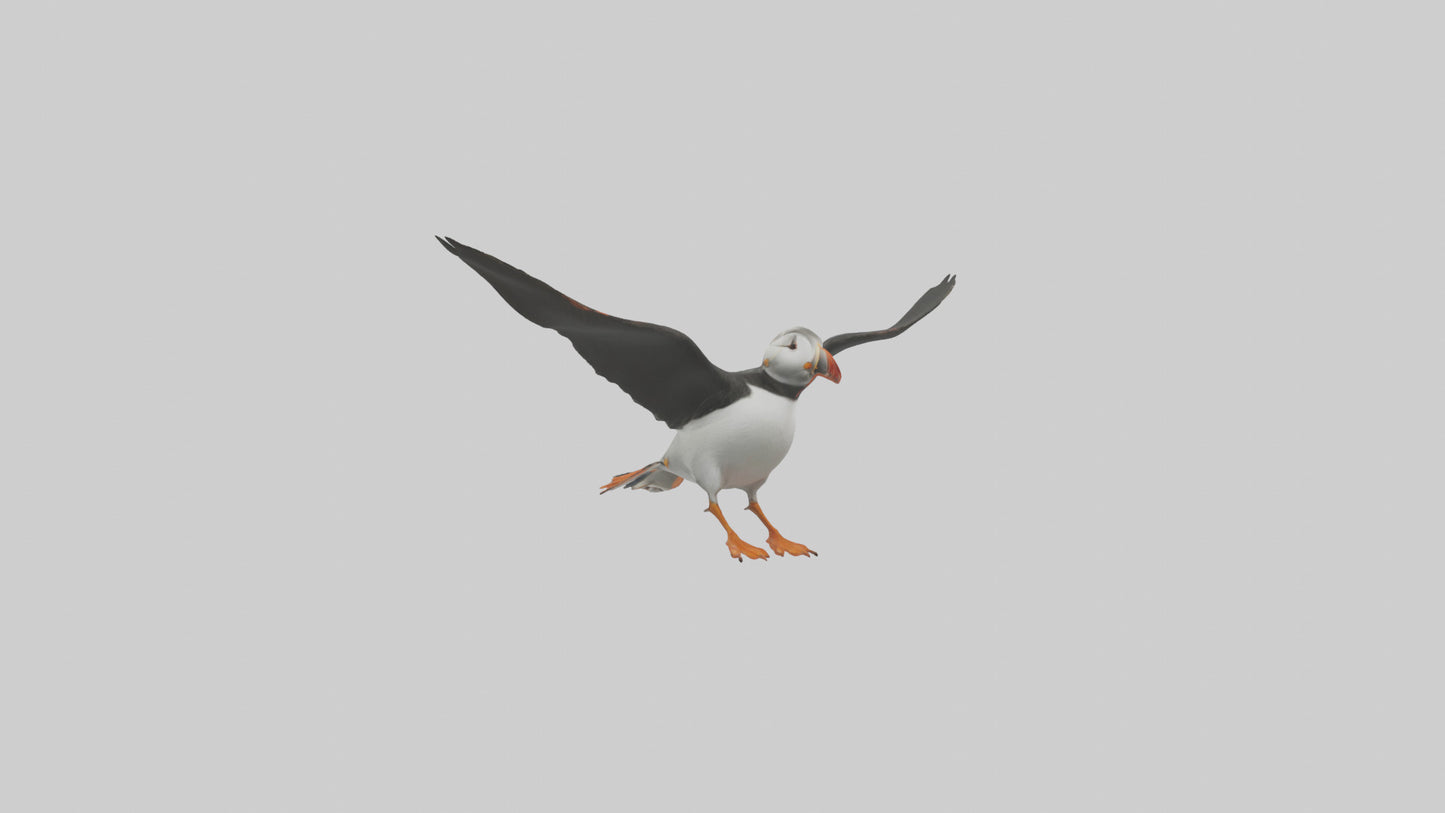3D model Puffin flying model VR / AR / low-poly