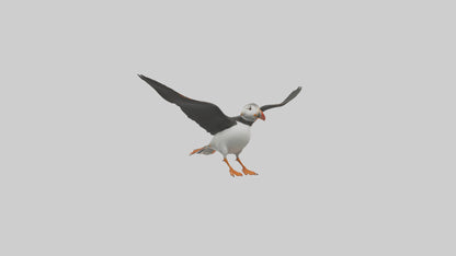 3D model Puffin flying model VR / AR / low-poly
