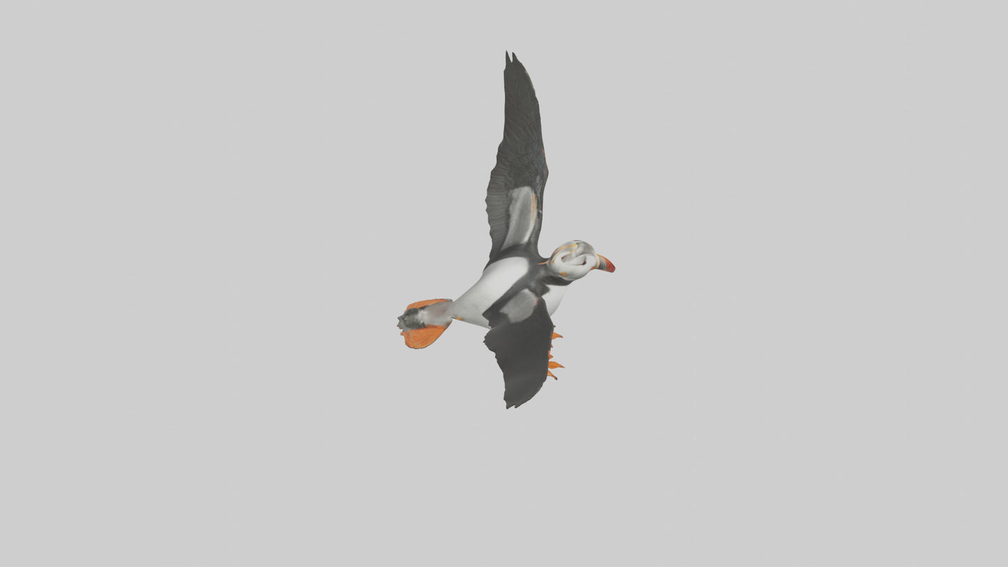 3D model Puffin flying model VR / AR / low-poly