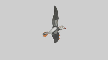 3D model Puffin flying model VR / AR / low-poly