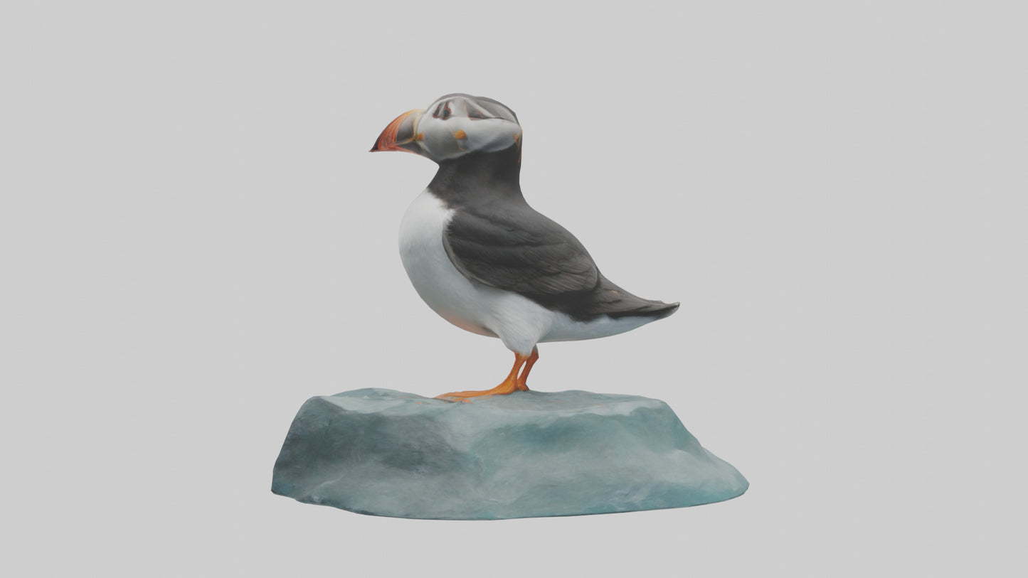 Puffin standing on rock model VR / AR / low-poly