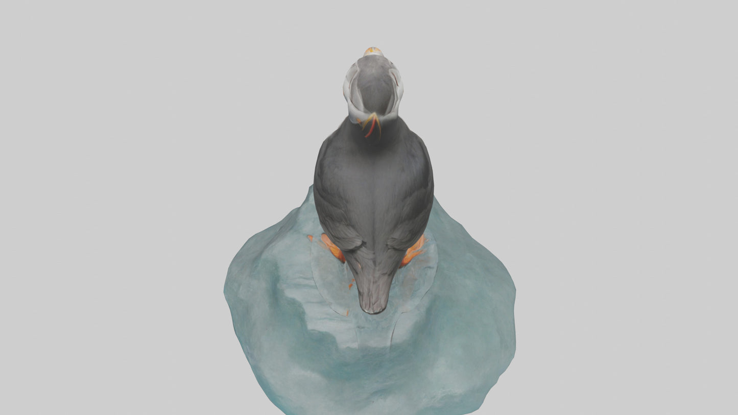 Puffin standing on rock model VR / AR / low-poly