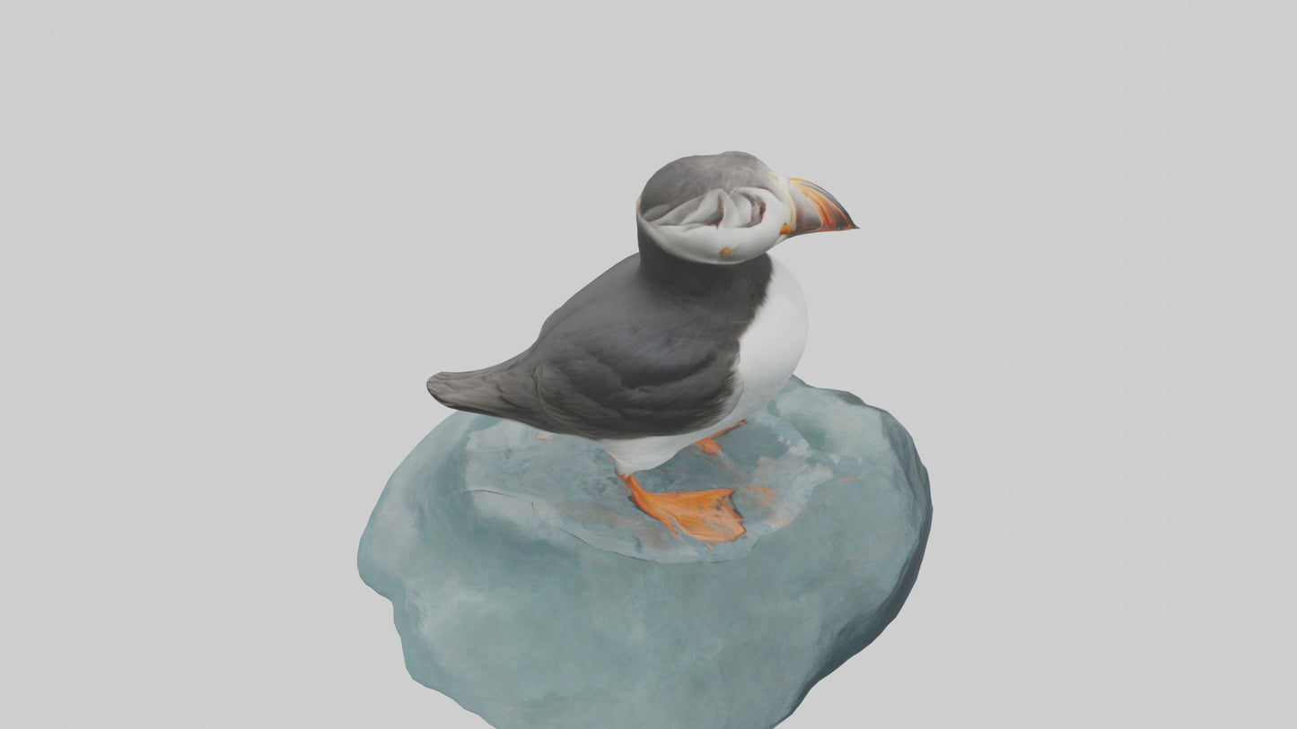 Puffin standing on rock model VR / AR / low-poly