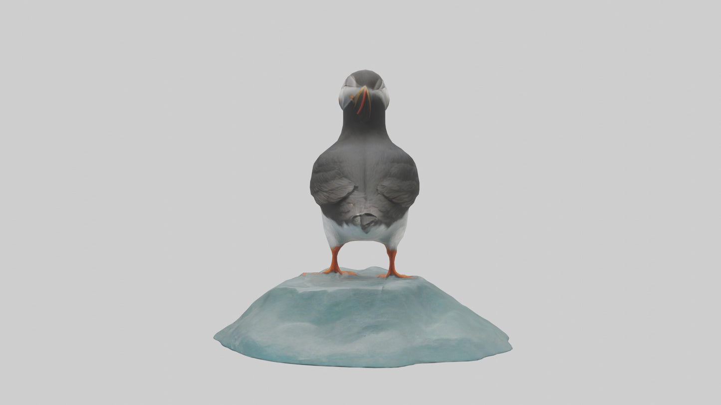 Puffin standing on rock model VR / AR / low-poly
