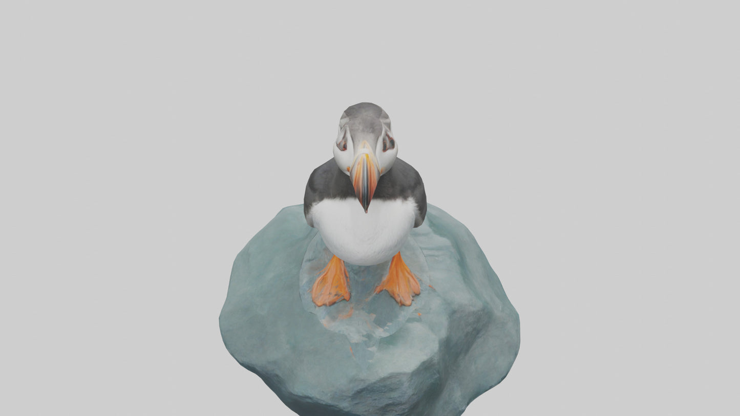 Puffin standing on rock model VR / AR / low-poly