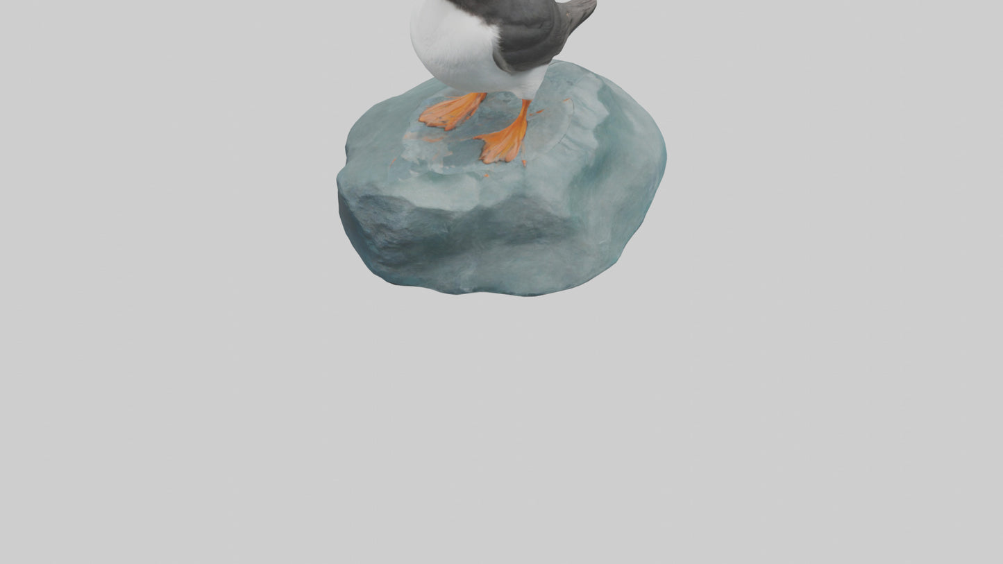 Puffin standing on rock model VR / AR / low-poly