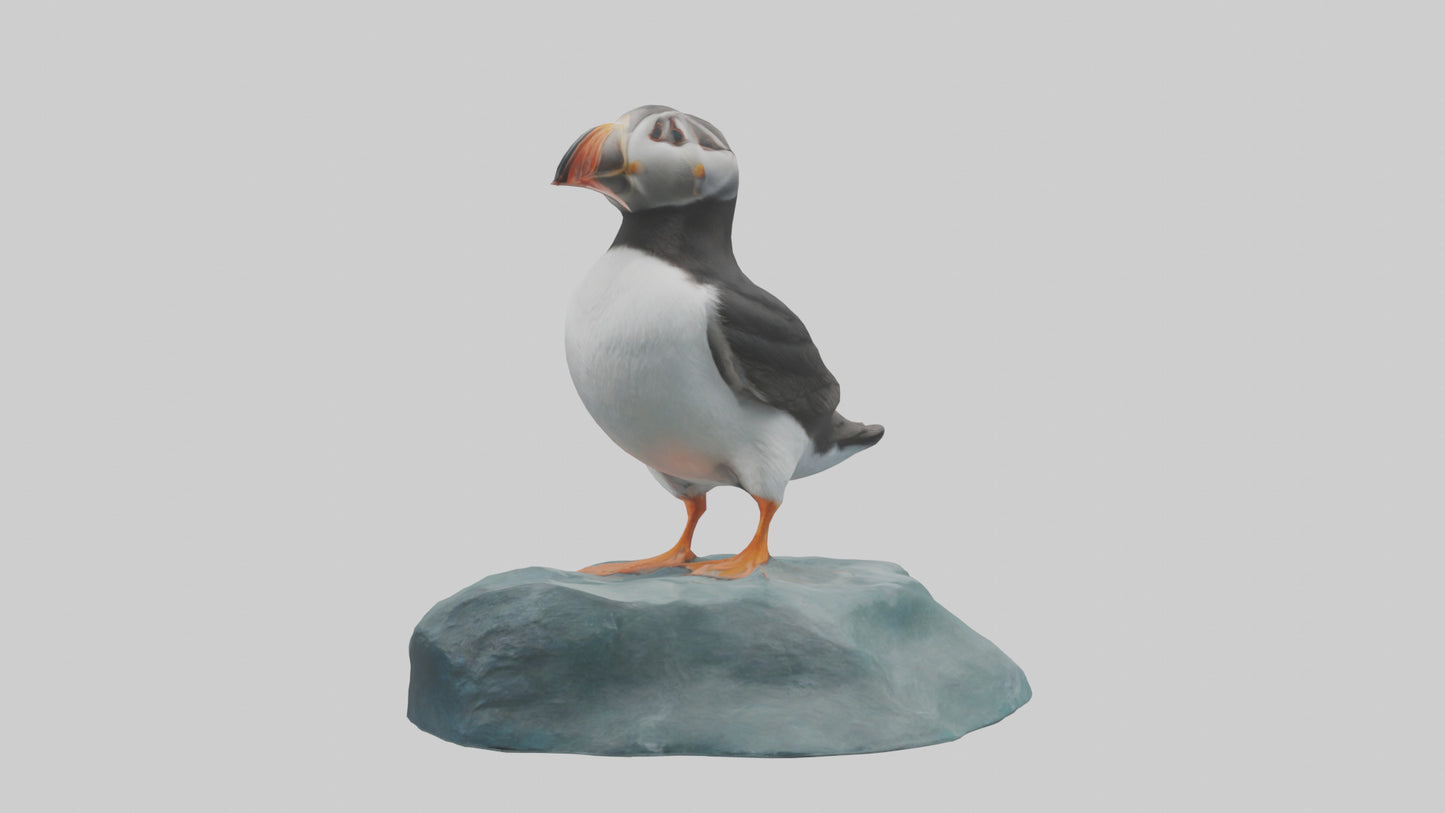 Puffin standing on rock model VR / AR / low-poly