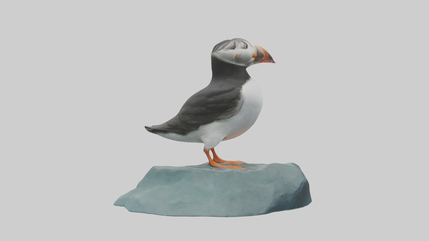Puffin standing on rock model VR / AR / low-poly