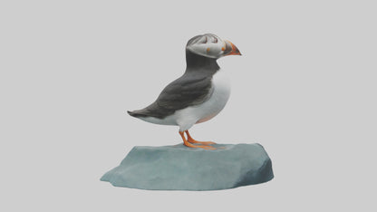 Puffin standing on rock model VR / AR / low-poly