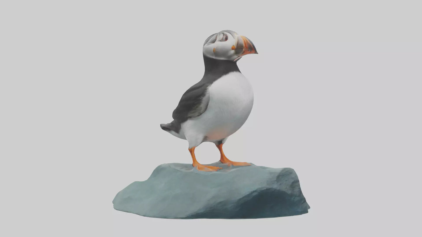 Puffin standing on rock model VR / AR / low-poly