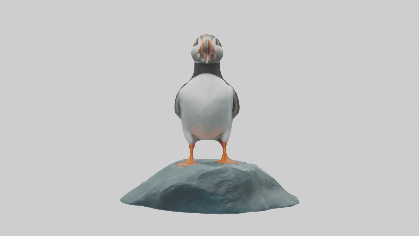 Puffin standing on rock model VR / AR / low-poly