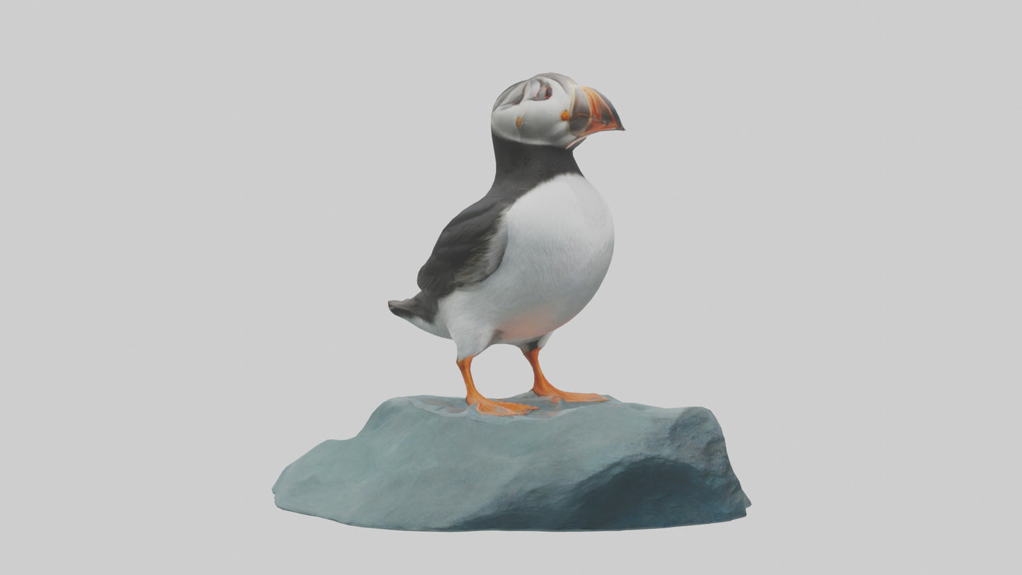Puffin standing on rock model VR / AR / low-poly